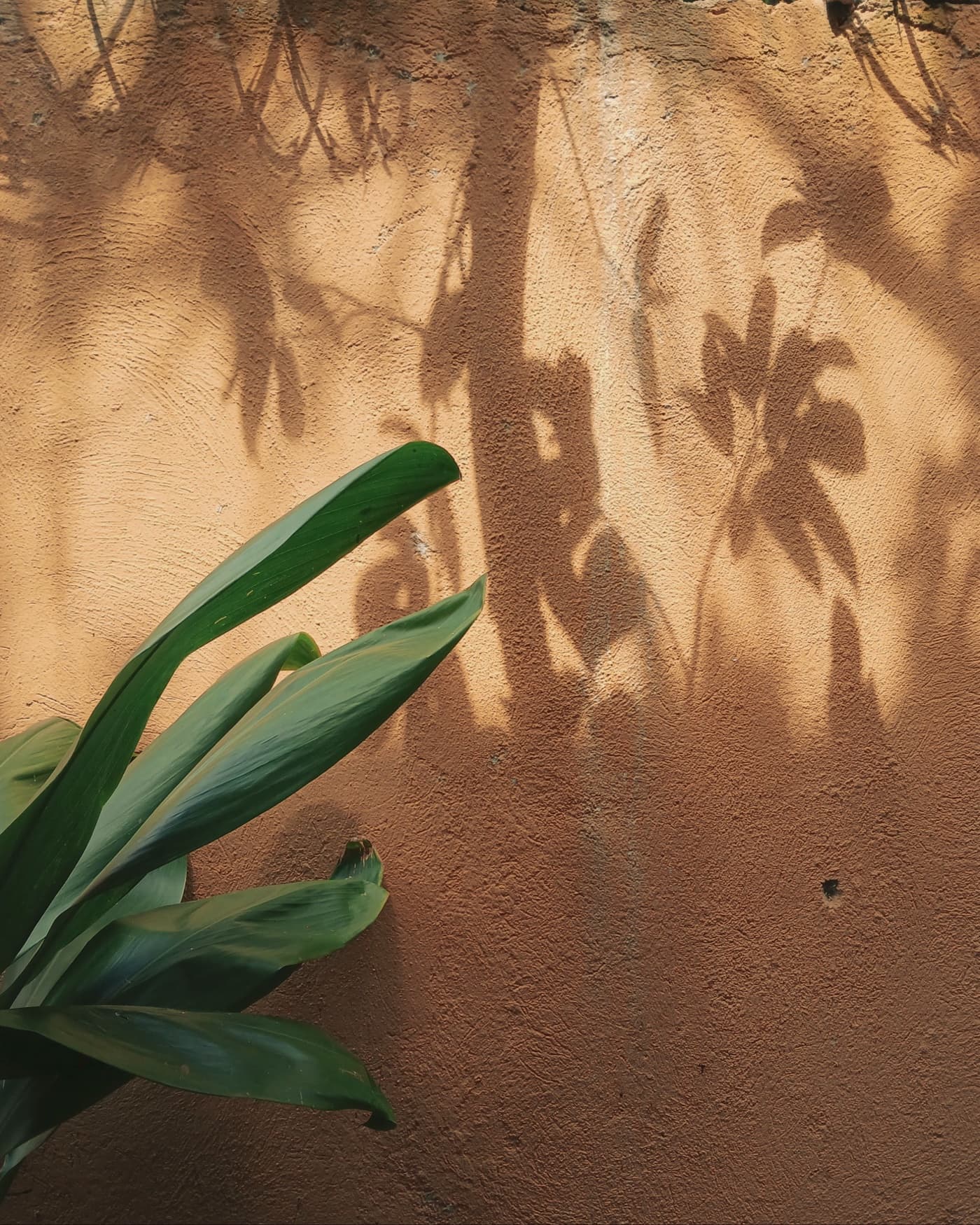 Palm-frond shadows across a sunlit terracotta wall, broad green leaves at the corner